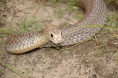 Snake venom used to save lives: From the battlefield to the hospital bed