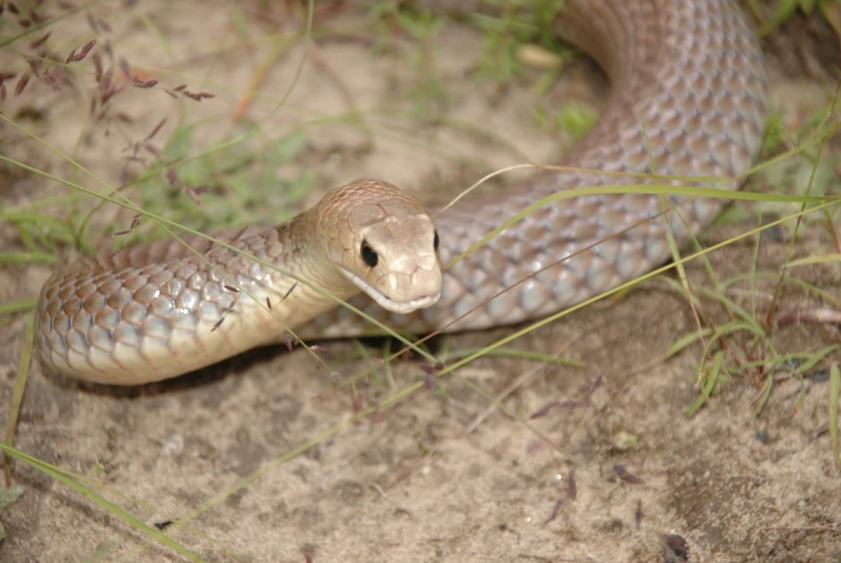 Article image for Snake venom used to save lives: From the battlefield to the hospital bed