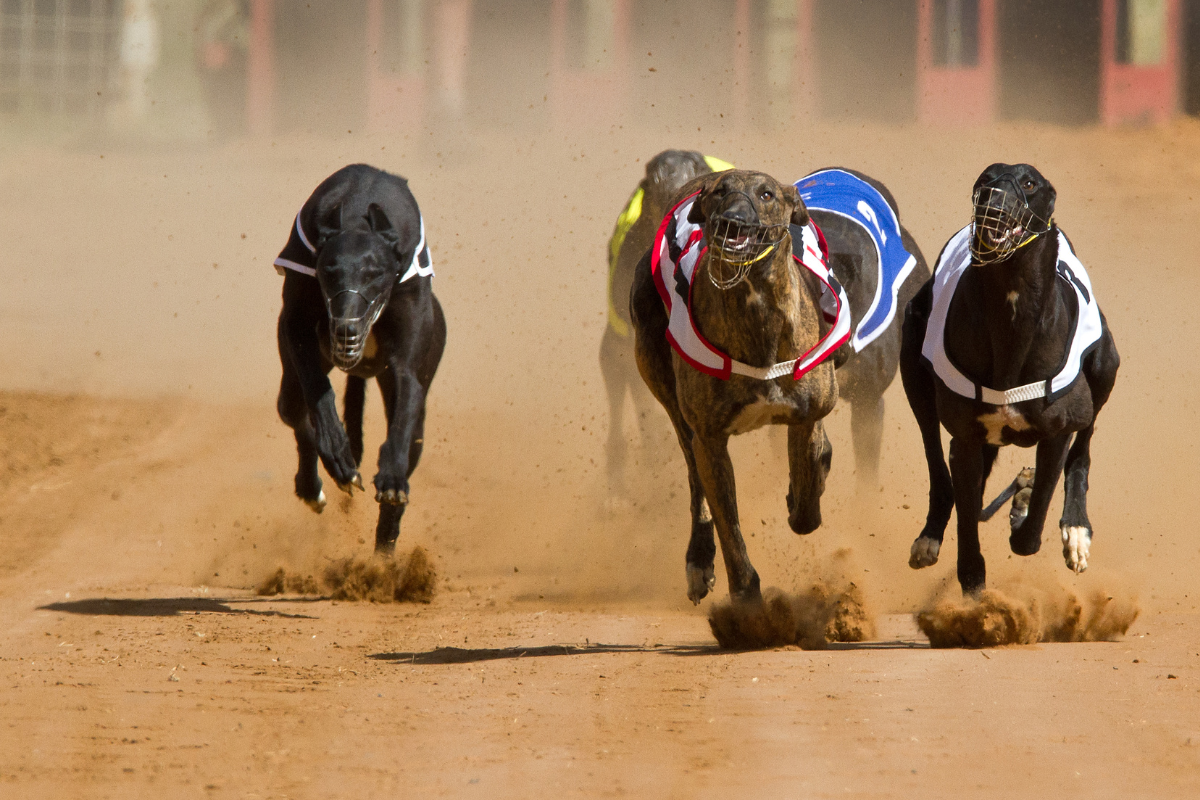 Article image for Calls to ban greyhound racing in WA