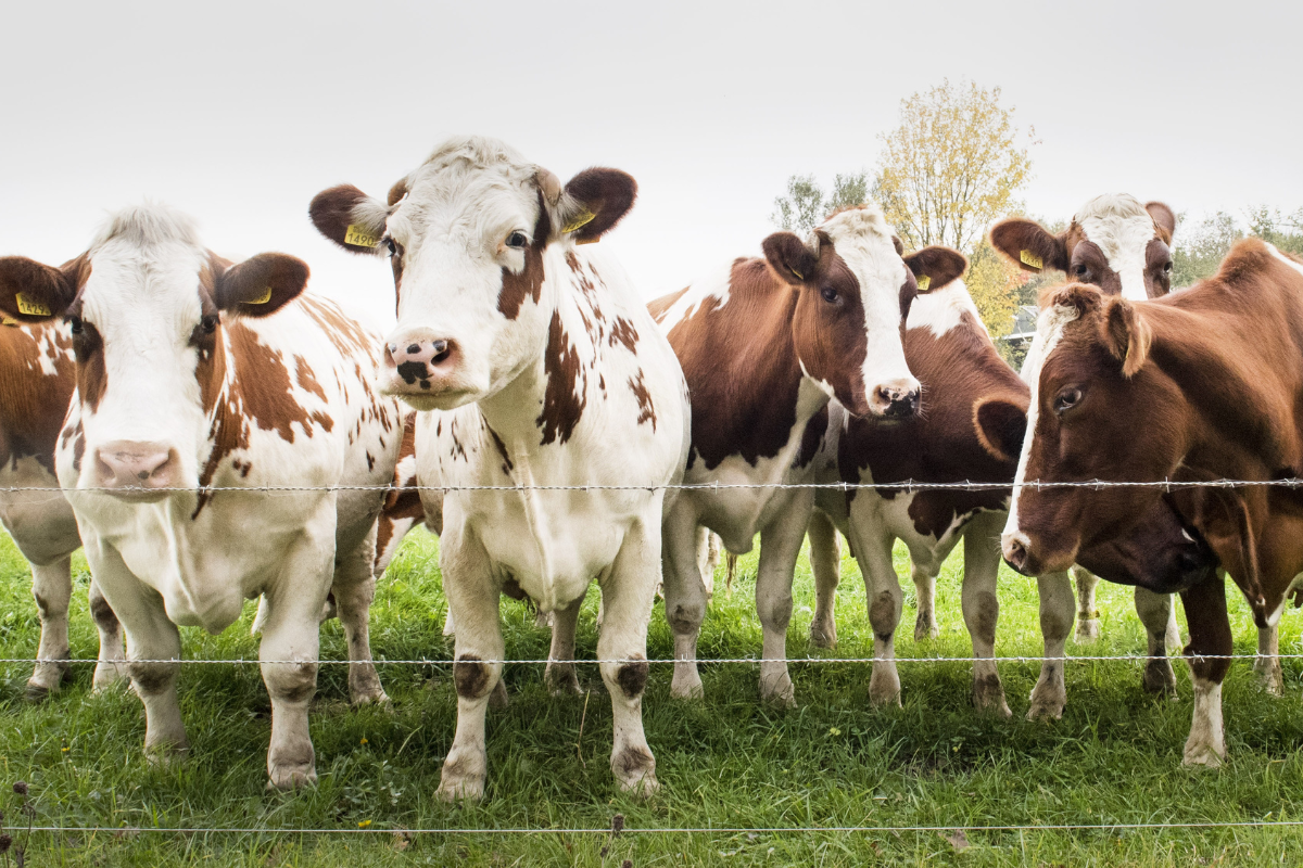 Article image for Local beef farmer’s plea to ban travel between Australia and Indonesia
