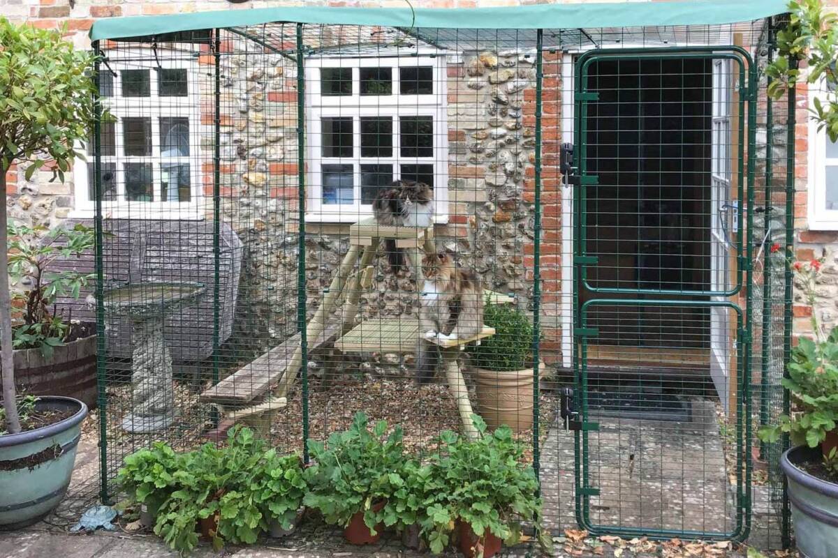 Article image for Local councils wants the leash put on cats, too