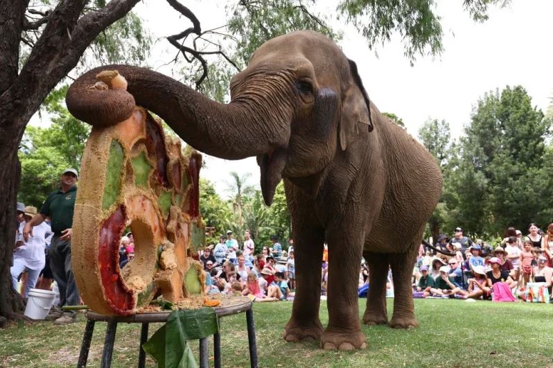 Article image for Perth zookeeper pays tribute to beloved elephant Tricia