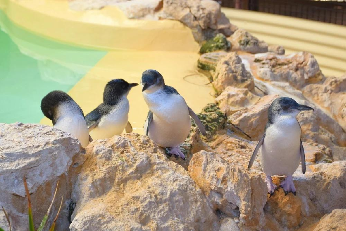 Article image for Incoming summer season to partially close Penguin Island
