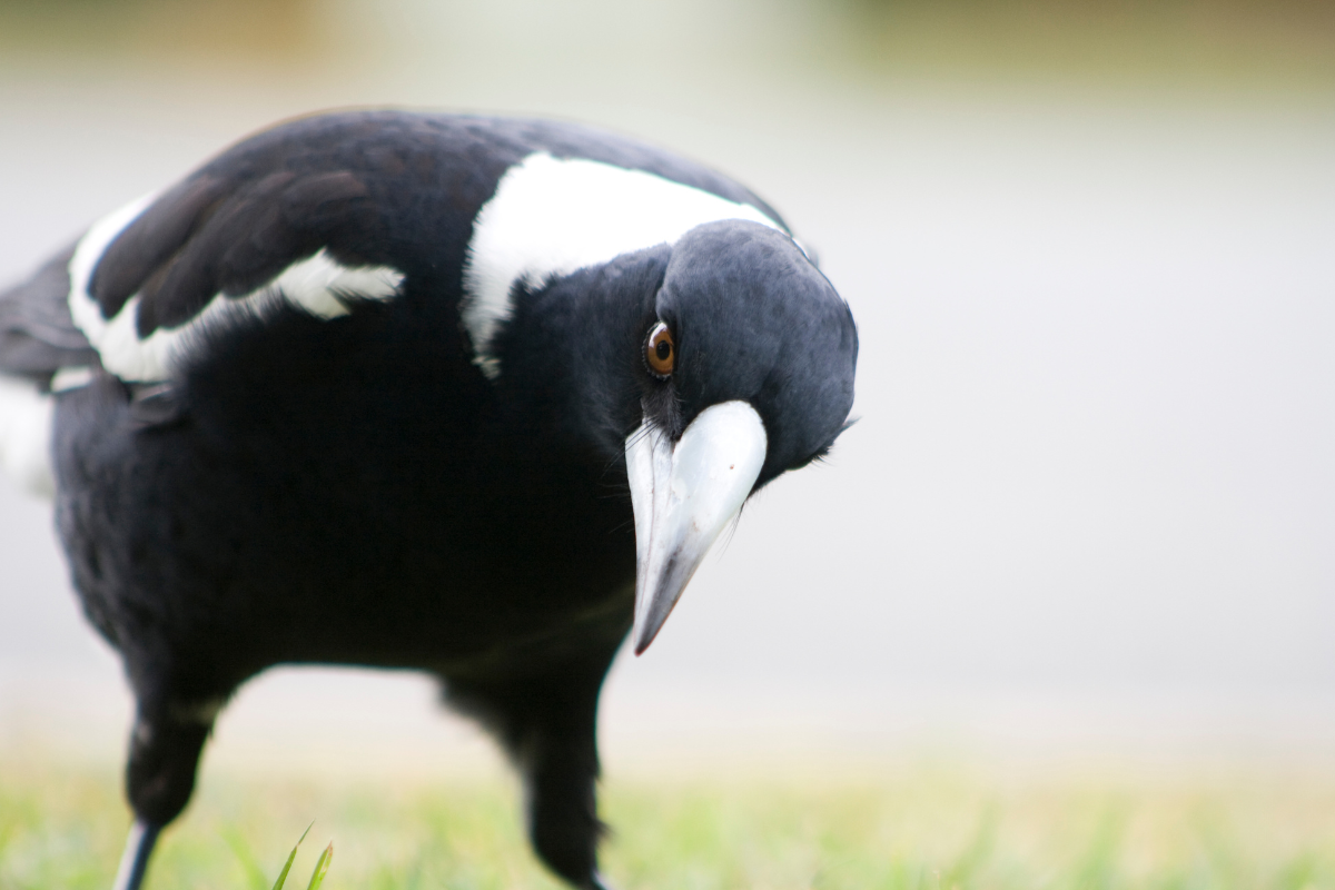 Article image for Expert reveals unusual, yet “foolproof” tactic to avoid magpie swooping