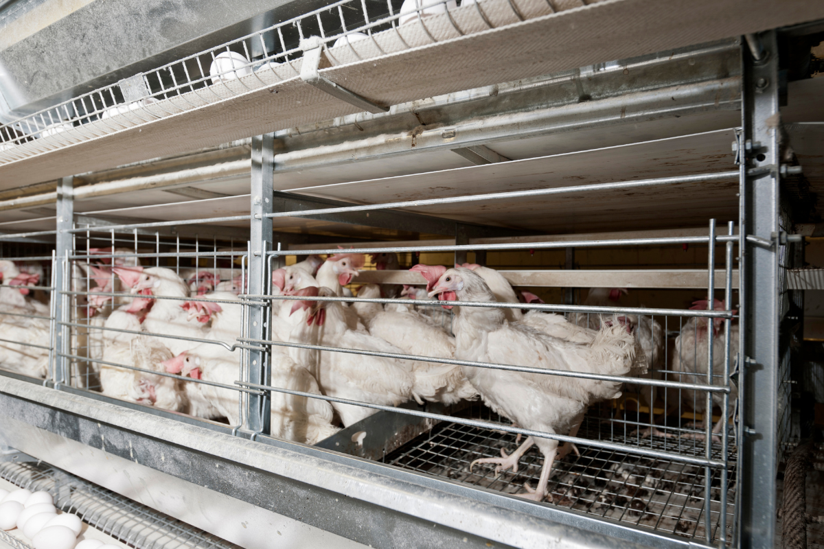 Article image for Agricultural Minister slams claims of taking over WA’s egg industry