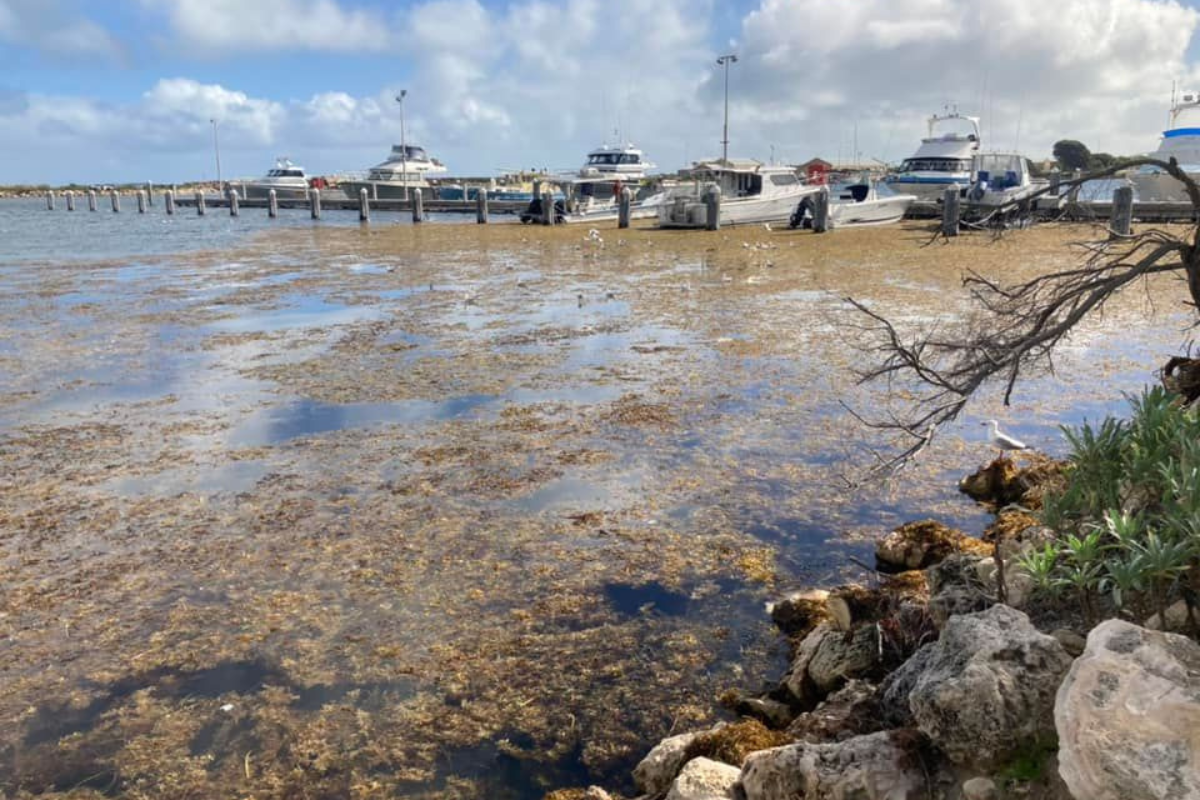 Article image for Safety concerns raised as seaweed build-up in Jurien Bay marina halts rescue vessel
