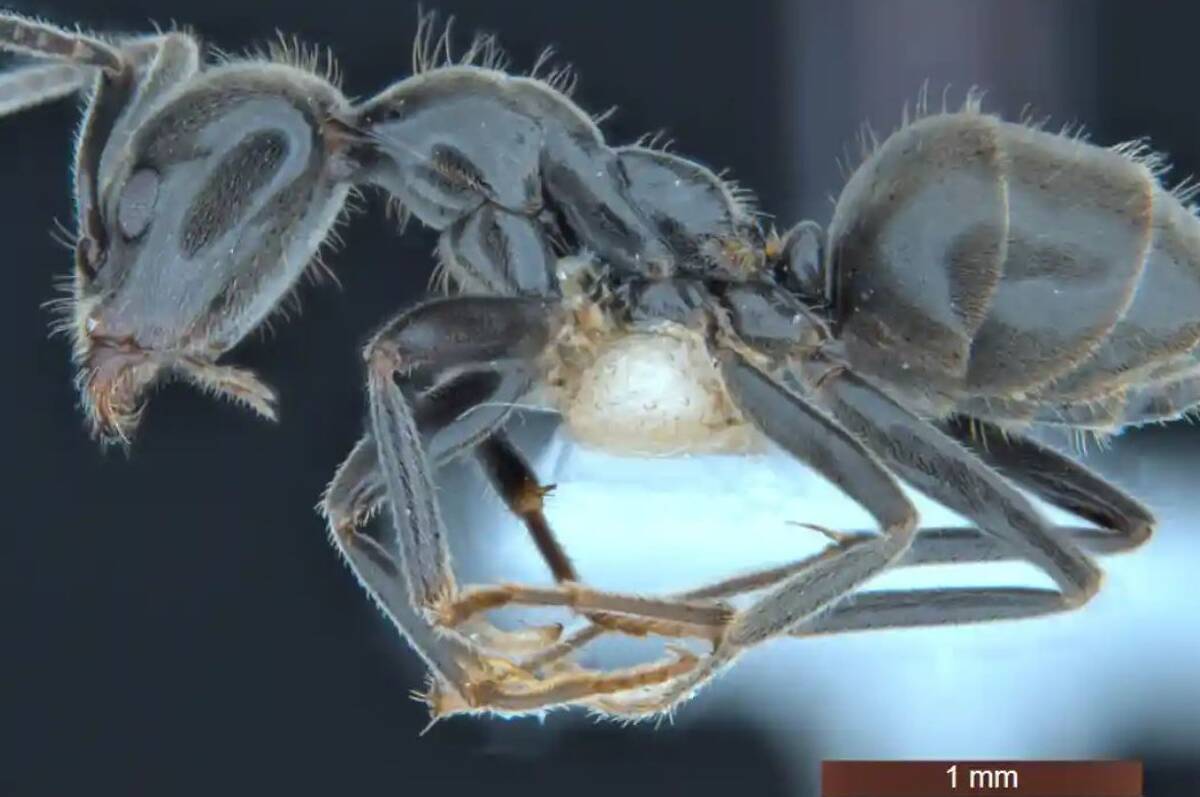 Article image for CSIRO researchers identify 139 new species