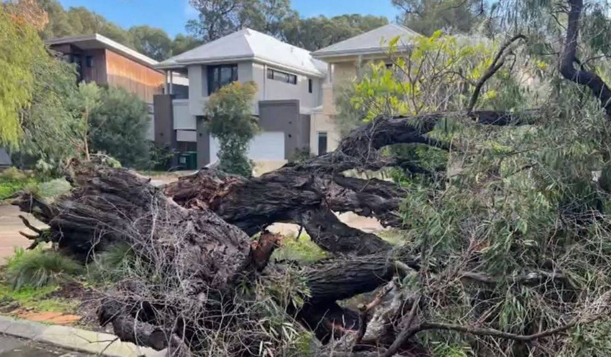 Article image for Roof blown from home, tree crashes through ceiling but relief in sight