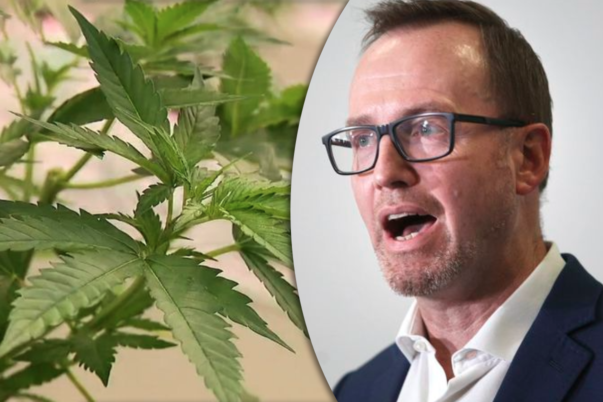 Article image for Greens lead renewed push to legalise recreational cannabis use
