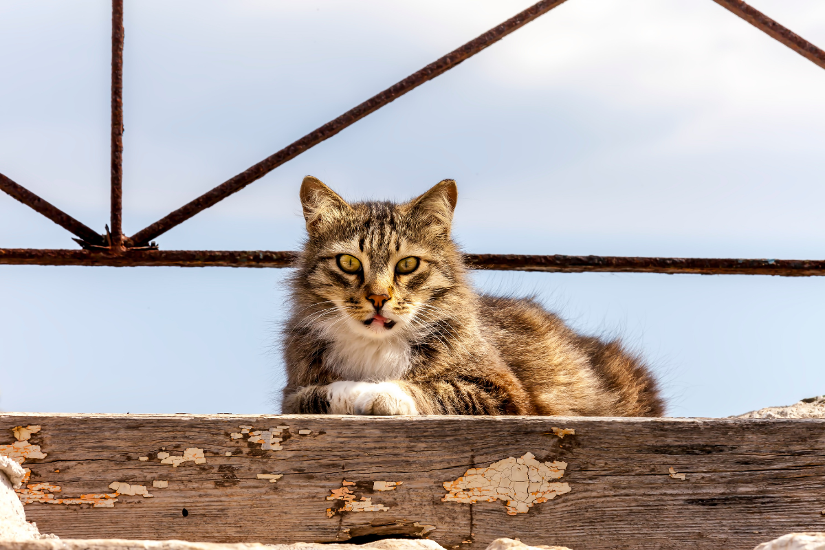 Article image for Tenants told they can’t remove family of feral cats for at least eight weeks