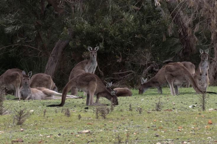 Article image for WA Police forced to shoot dead killer kangaroo