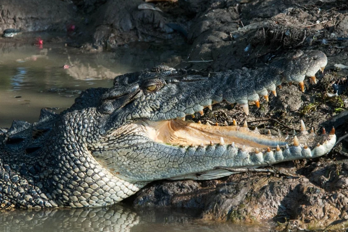 Hermès is exploiting Australian crocodiles