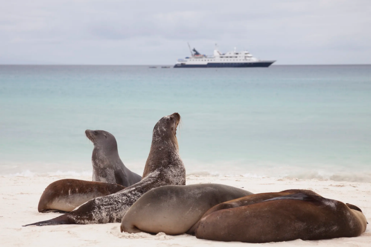 Article image for Two children discharged from hospital after sea lion attack in Lancelin