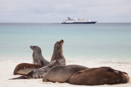 Two children discharged from hospital after sea lion attack in Lancelin