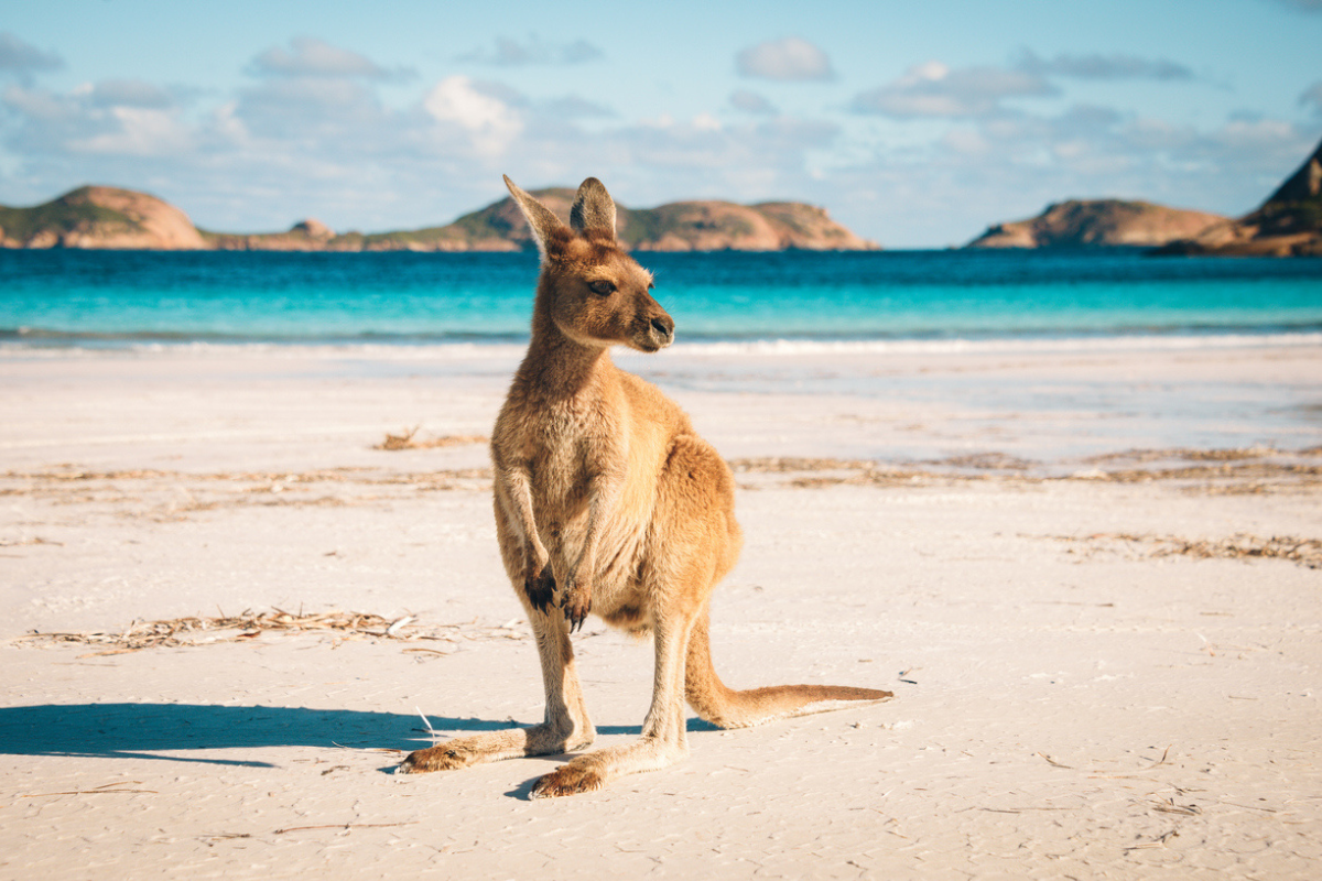 Article image for EU petition to stop the import of kangaroo meat