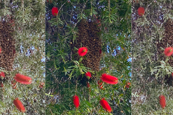 Article image for WATCH: Bees get busy in Breakfast producer’s beautiful bottlebrush tree