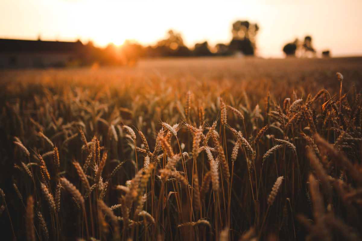 Article image for Agriculture Minister confident silos can handle bumper harvest