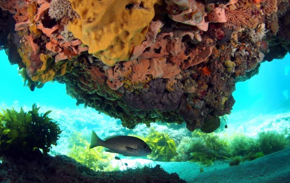 Article image for WA fishers may face new restrictions at extended Marmion Marine Park