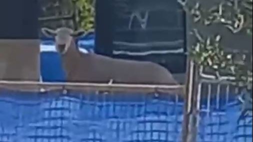 Article image for WATCH: Perth lawnmower man captures sheep on a building site