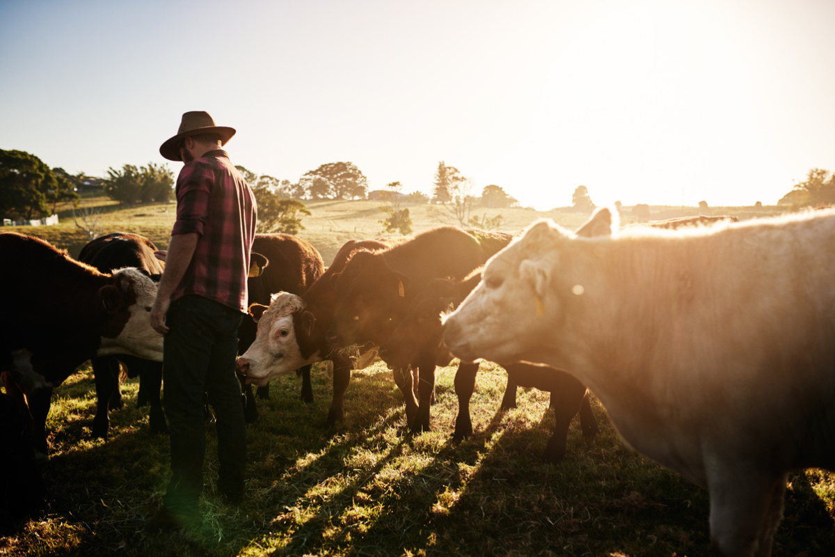 Article image for ‘It’s a hideous virus’: Why the threat of foot and mouth disease is back