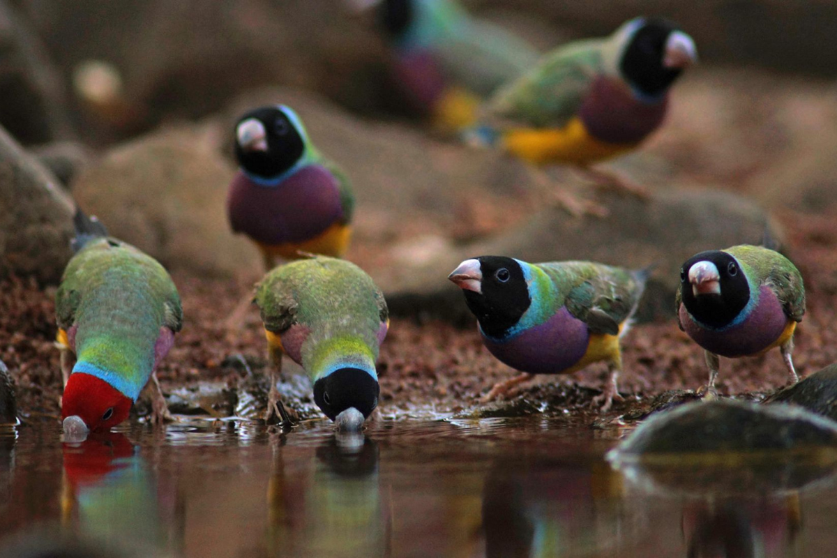 Article image for Review reveals Aussies are failing to prevent animal and landscape extinction