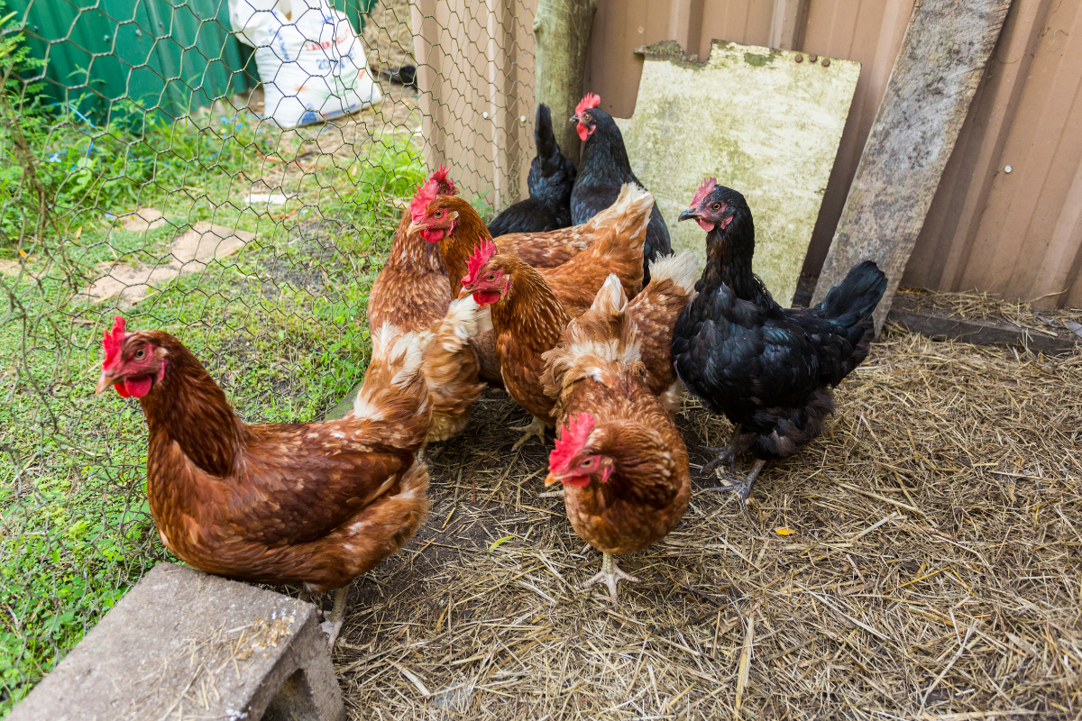 Article image for City of Vincent lifts backyard poultry ban