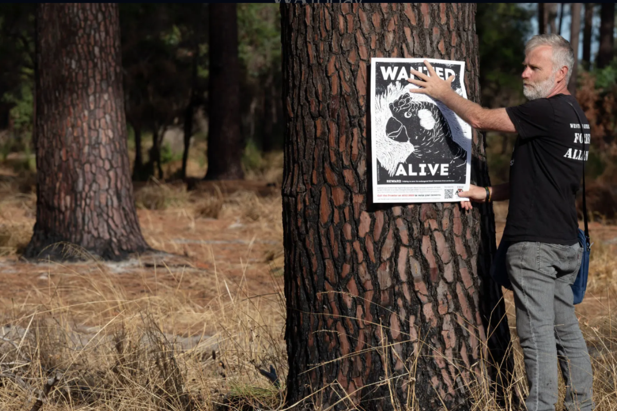 Article image for Pine tree removal threatening WA’s endangered black cockatoos