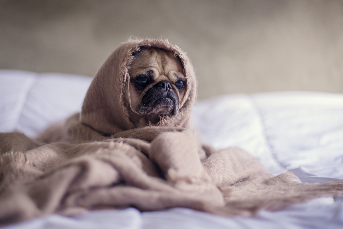 Article image for 10 tips to keep your pet safe this New Year’s Eve