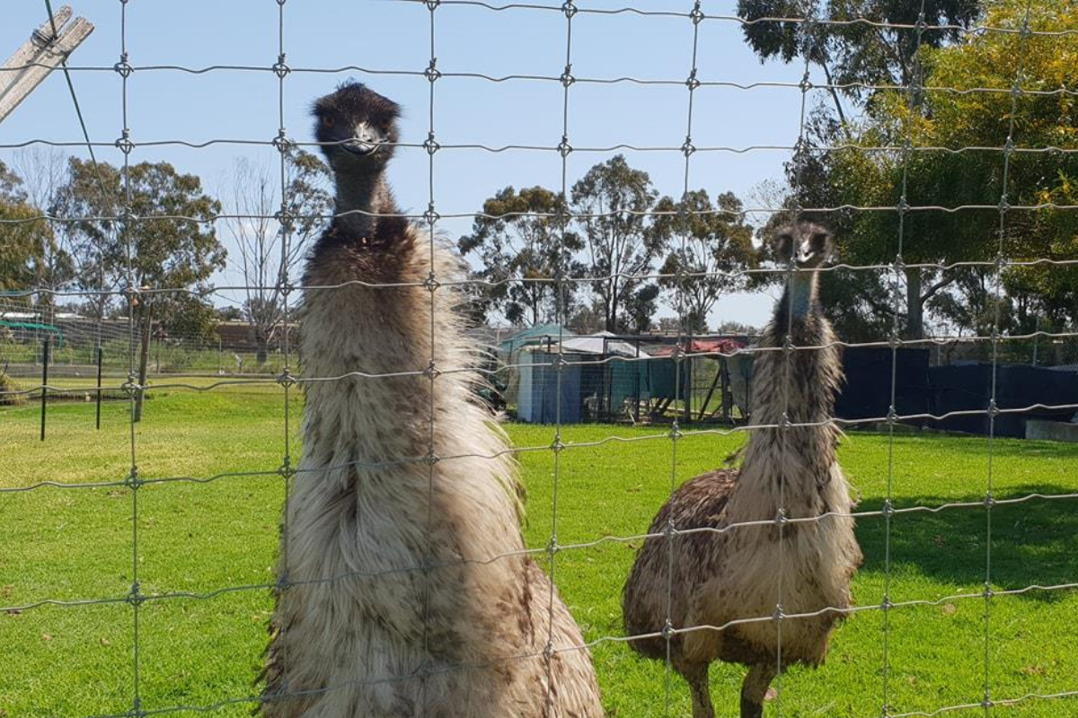 Article image for 6PR surprises animal sanctuary with life changing donation