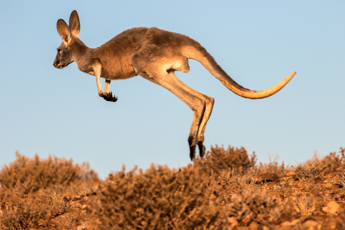 Article image for Oregon introduces bill to ban sale of kangaroo parts