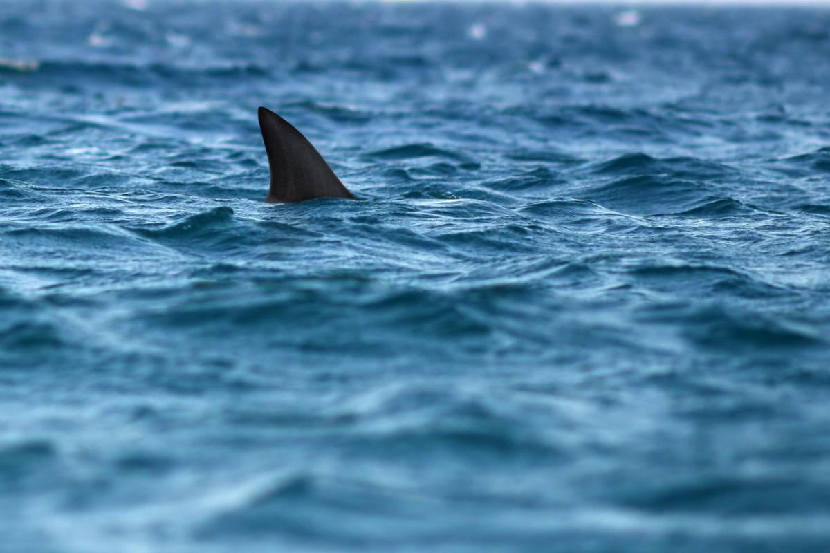 Article image for Why more sharks are shutting down Perth’s beaches
