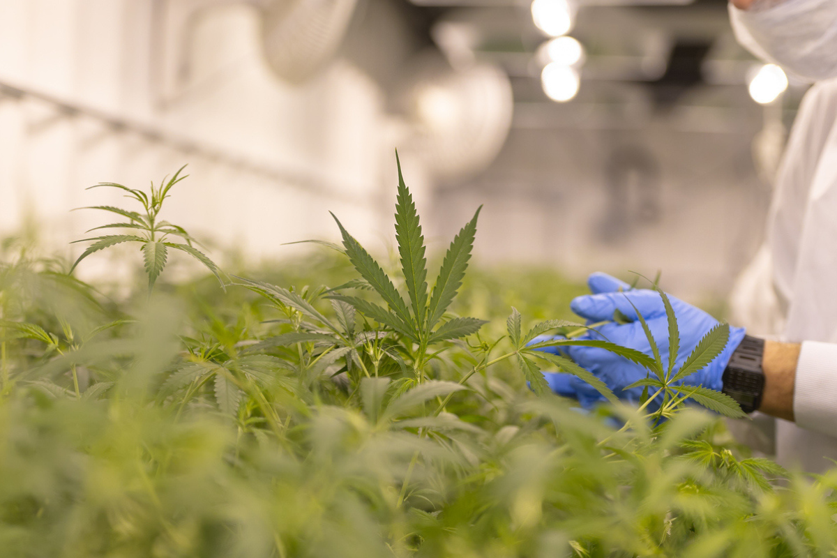 Article image for The $28bn reason why the Greens want to legalise cannabis