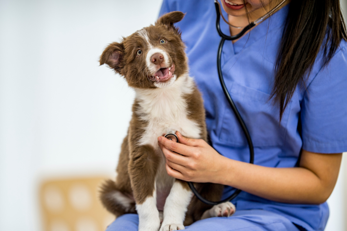 Article image for Concerns raised over Perth’s significant vet shortage