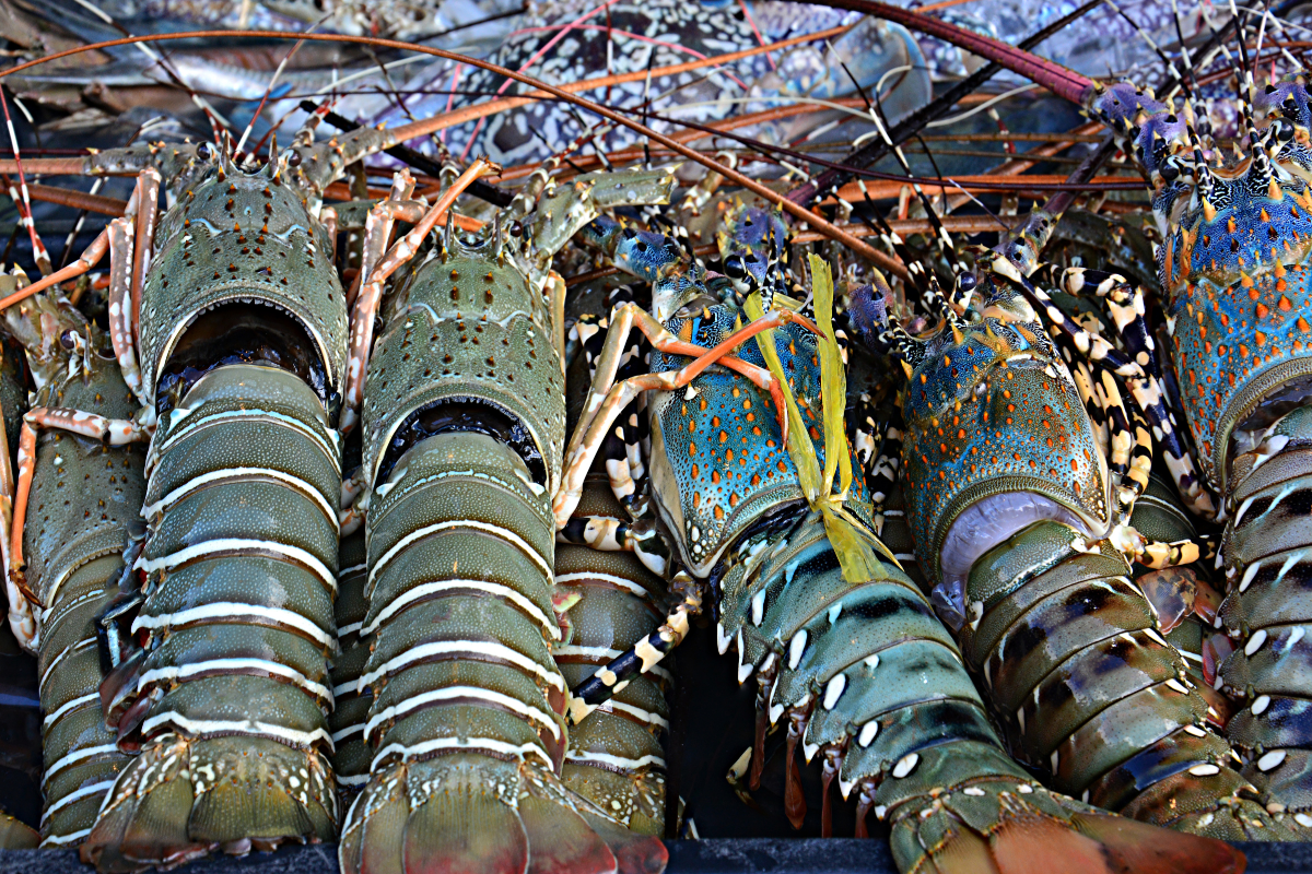 Article image for Chinese importers may lift ban of $750m Aussie lobster trade