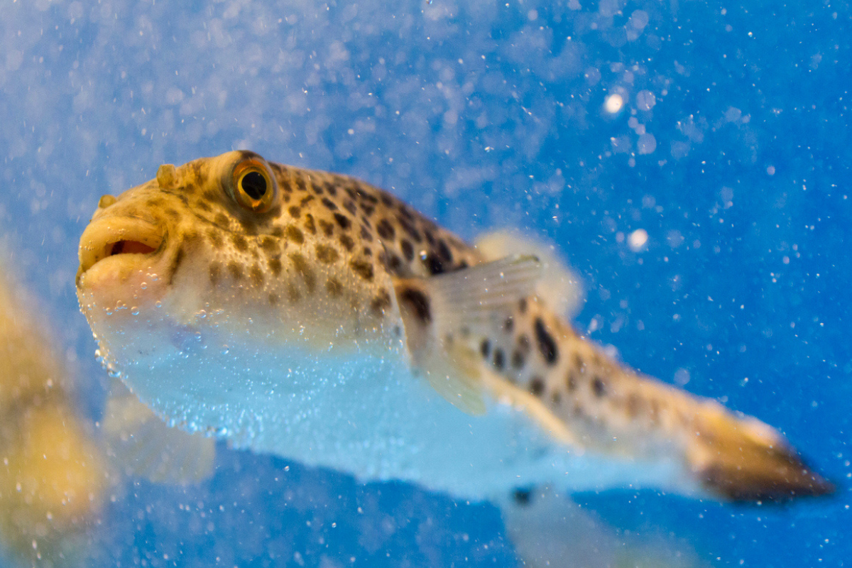 Article image for Blowfish attacks on the rise across Perth beaches