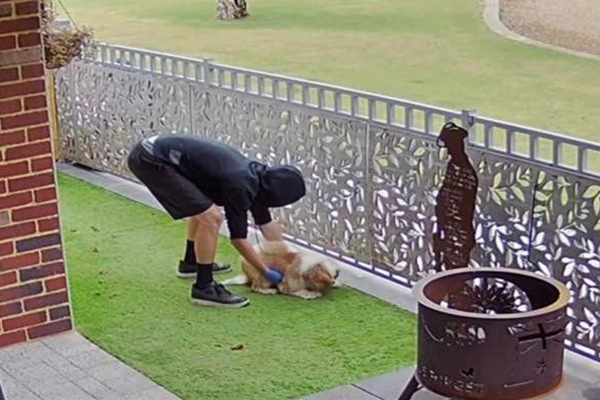 Article image for Perth woman makes emotional plea for stolen dogs to be returned