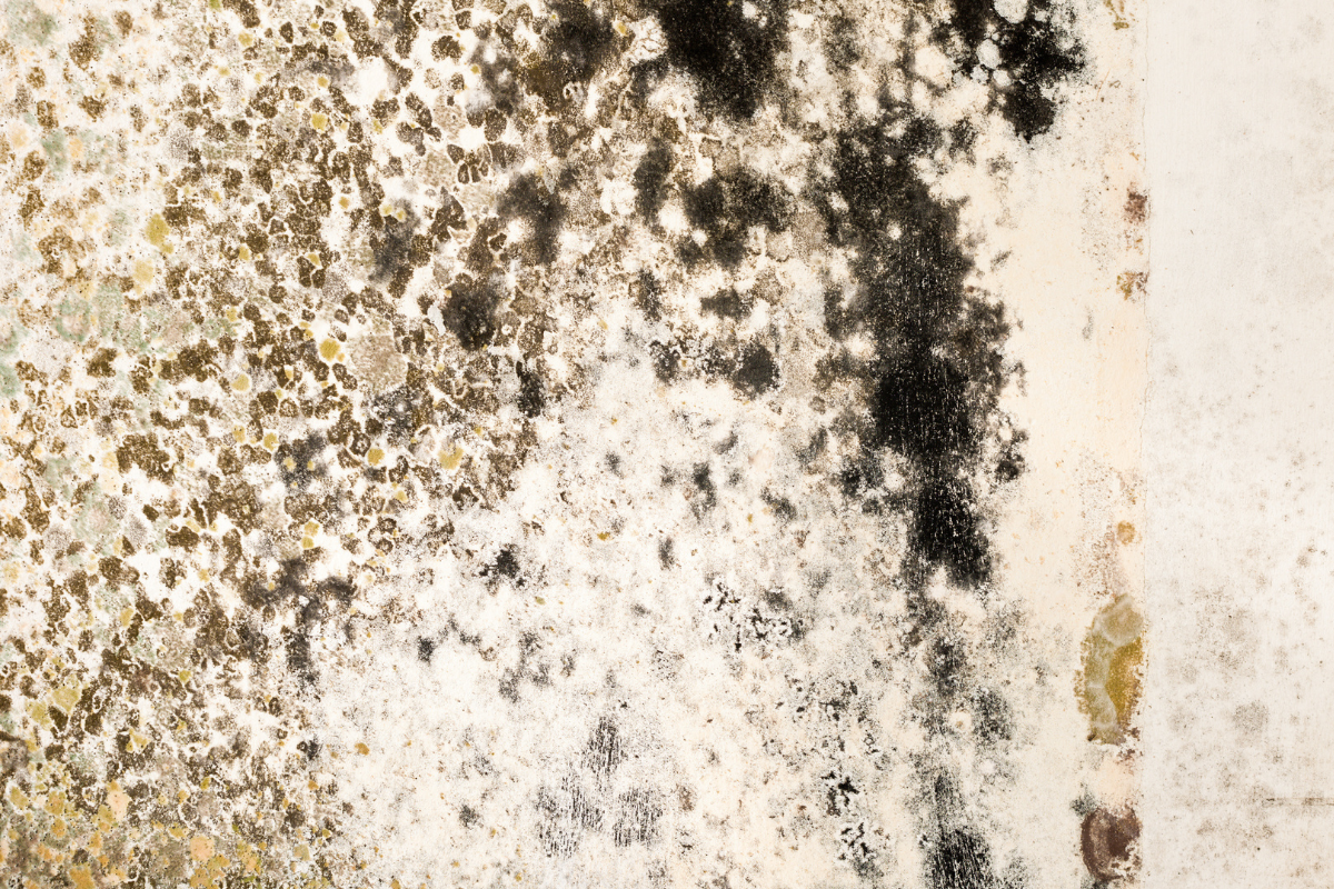 Article image for BREAKING: Mount Hospital infested with black mold