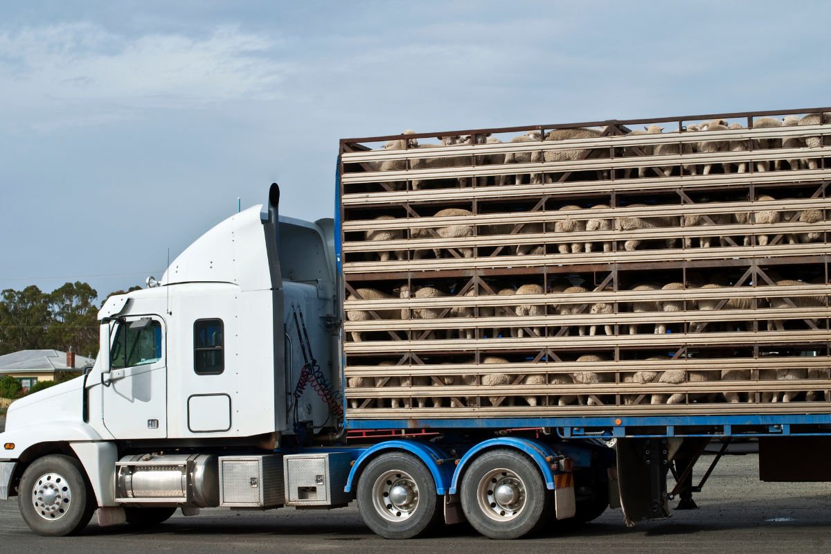 Article image for Why there will be ‘carnage’ if the government bans live exports