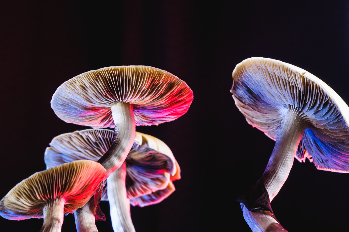 Article image for TGA approves magic mushrooms to treat mental health conditions