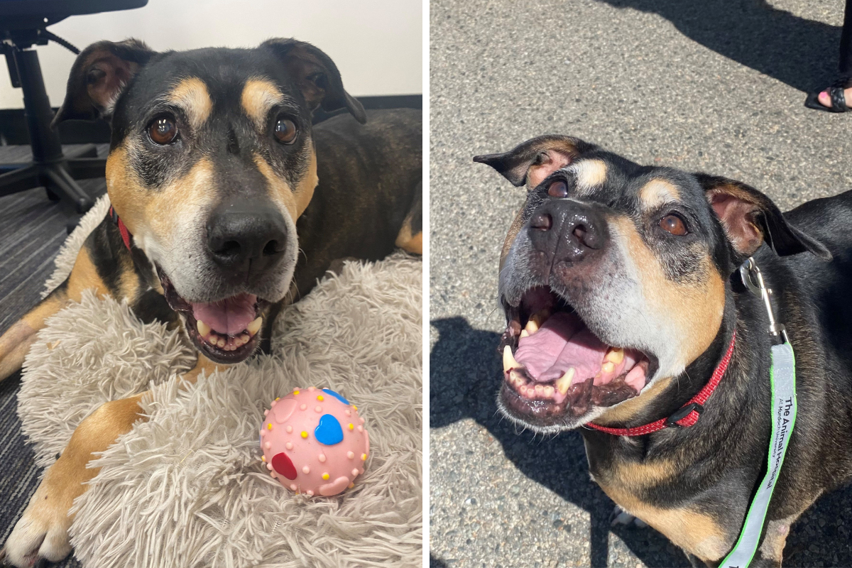 Article image for ‘A beautiful girl’: Help Gypsy find her forever home