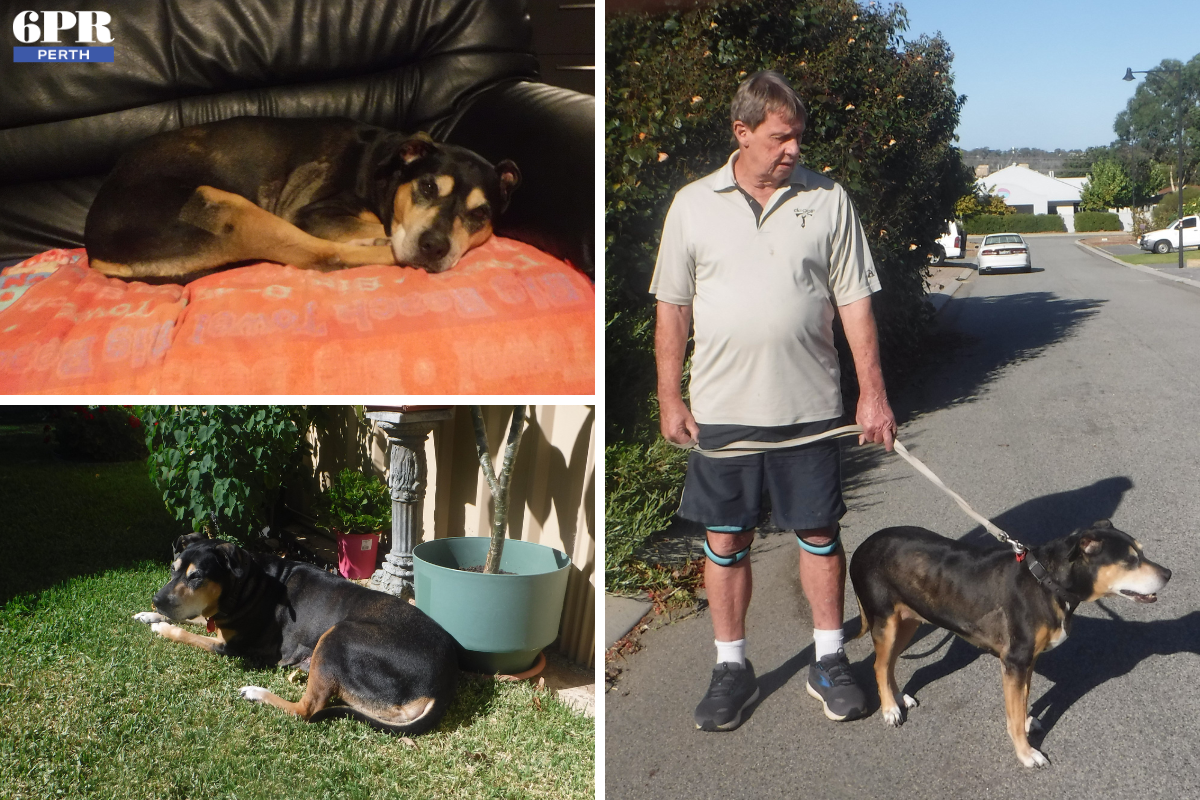 Article image for 6PR finds Gypsy her forever home