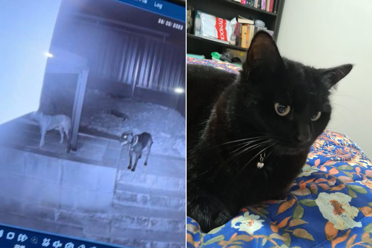 Article image for City of Kwinana says they were ‘unaware’ of two wild dogs killing pet cats