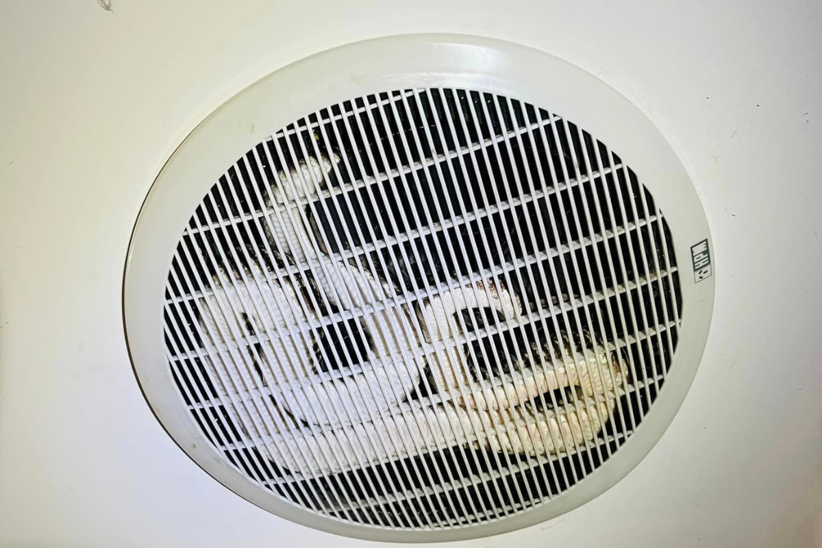 Article image for Python interrupts woman’s shower by lurking in exhaust fan