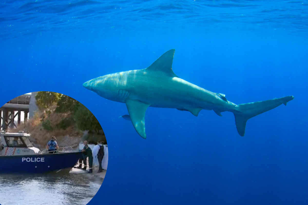 Article image for Bull shark expert says WA authorities should begin tagging in Swan River 