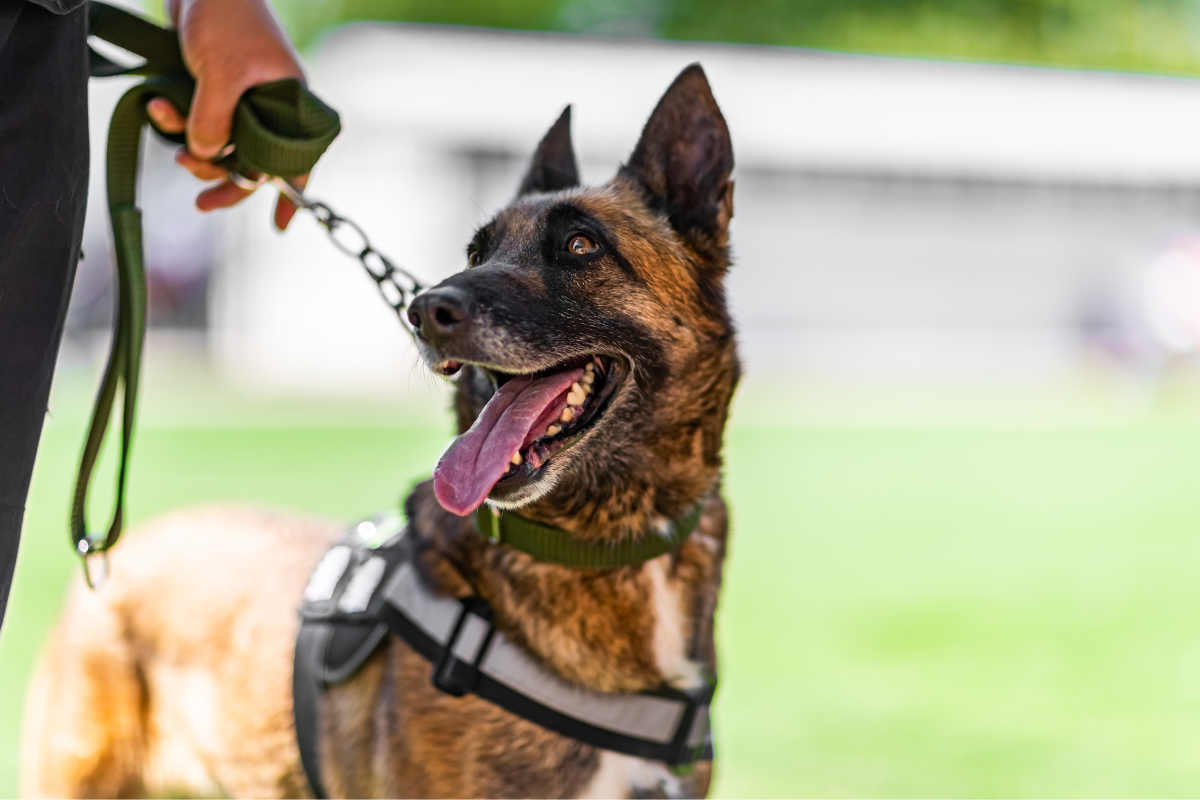 Article image for Use of police dogs on young Indigenous people labelled ‘racist’