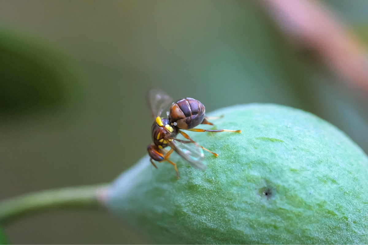 Article image for WA under threat from ‘terrible’ fruit fly outbreak