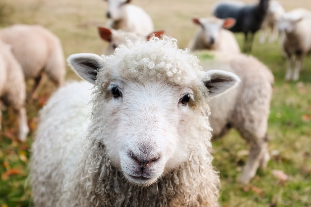 Article image for Filling the city with sheep: what does the Lord Mayor think?