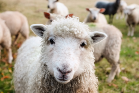 Filling the city with sheep: what does the Lord Mayor think?