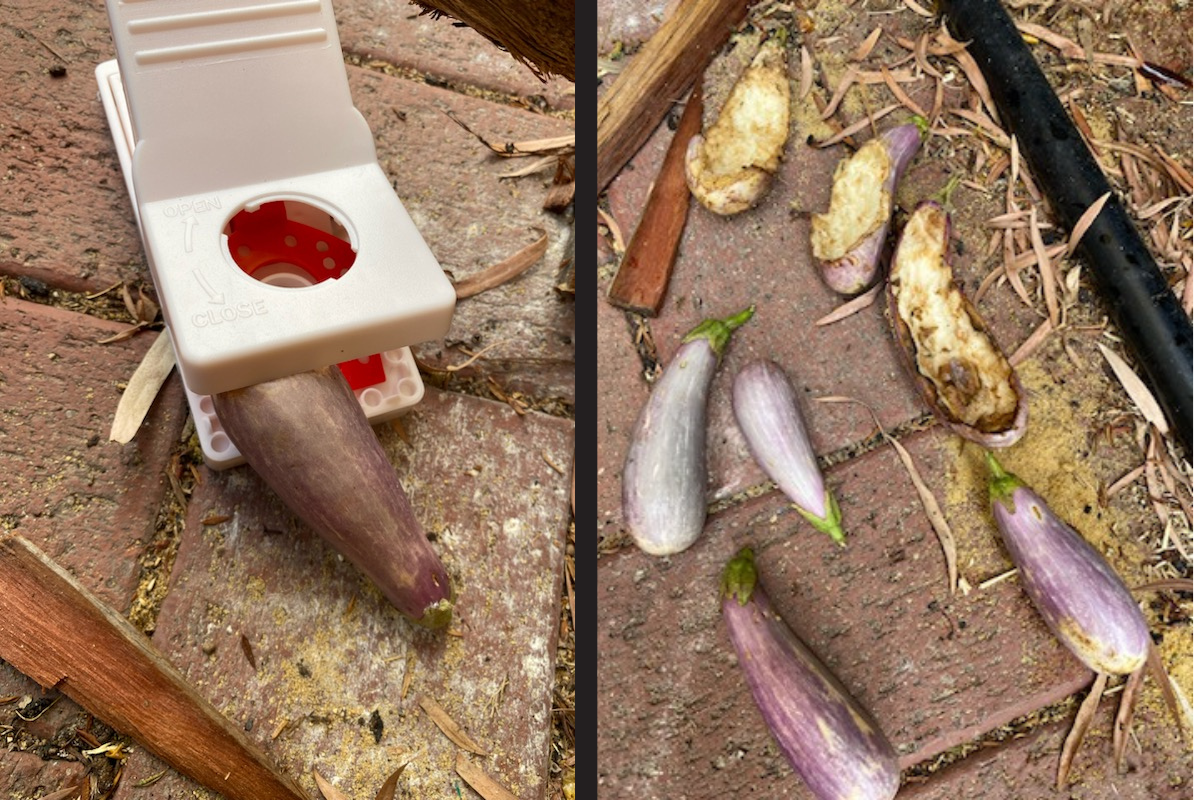 Article image for Outsmarted by a rat! Can you help with 6PR’s rodent riddle?