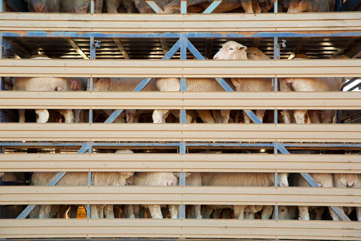 Article image for ‘Dictatorship’: Why WA Farmers had no say in the phasing out of sheep exports